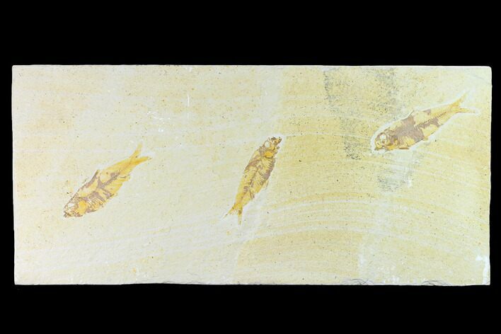 Three Fossil Fish (Knightia) On Slab - Wyoming #144203